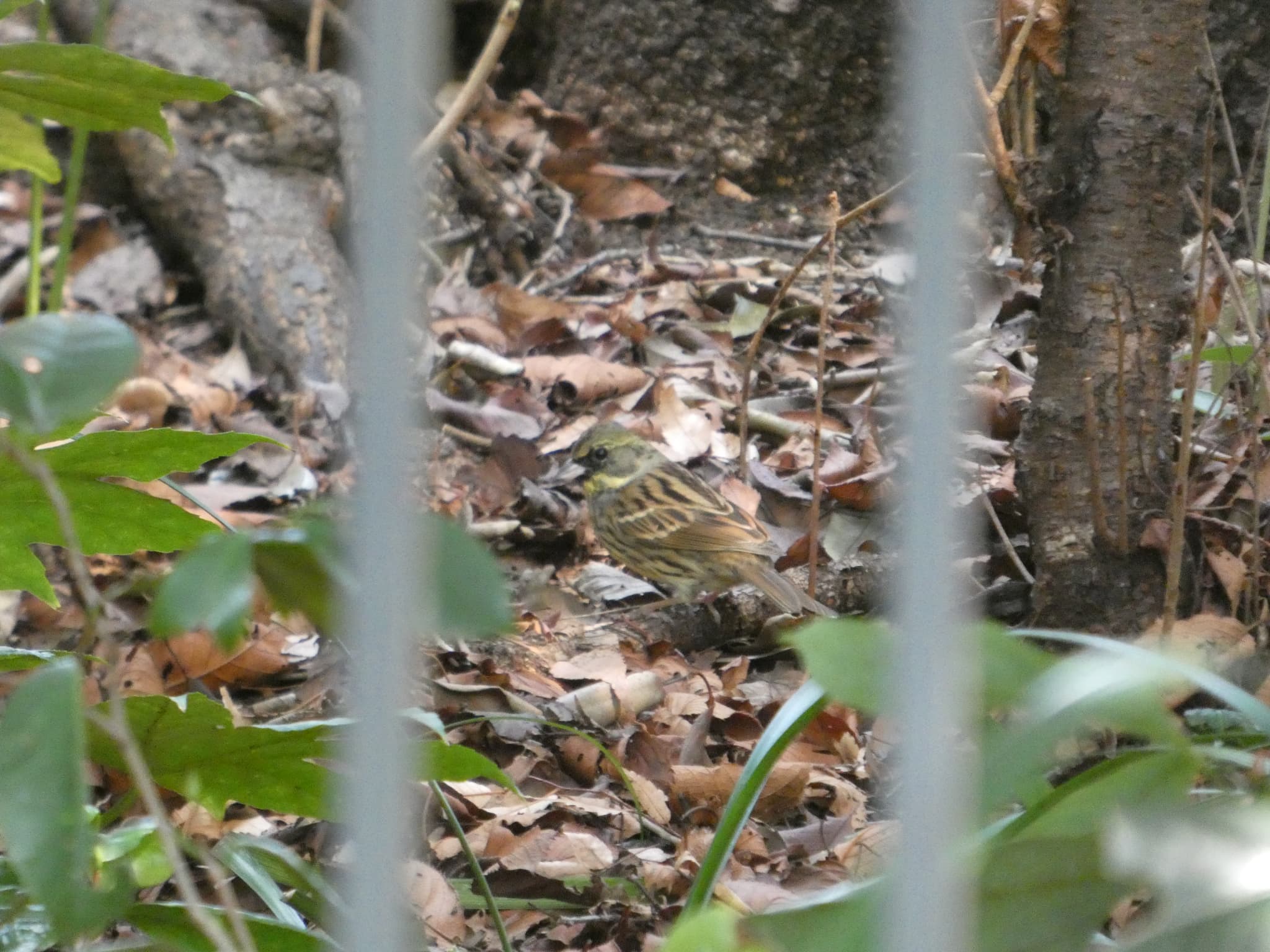 Emberiza spodocephala02